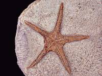 Etoile de mer fossile